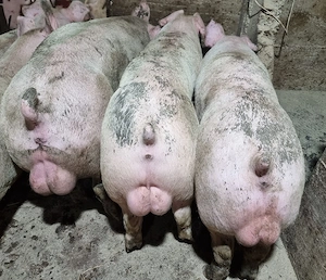 vier duroc danez 100-120 kg 