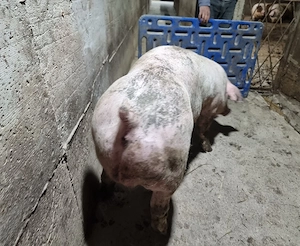 vier duroc danez 100-120 kg  - imagine 3