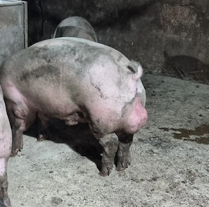 vier duroc danez 100-120 kg  - imagine 4