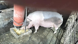 Scroafă gestantă în două luni jumate 