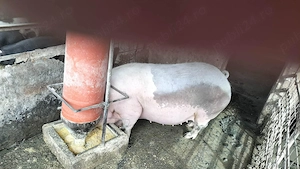 Scroafă gestantă în două luni jumate  - imagine 2