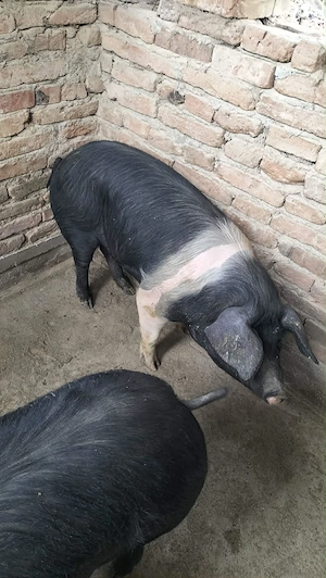 Scrofiță Bazna de prăsilă