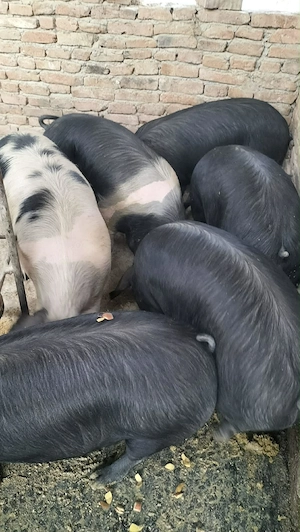 Burlinci de vânzare 