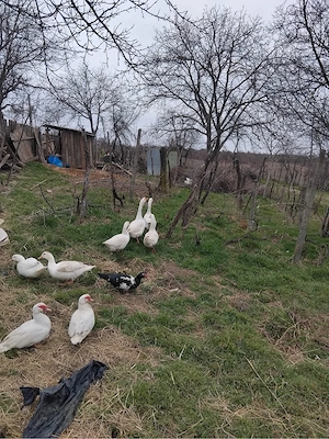 Gaste Gotice   Rata   Rate