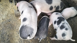 Burlinci de vânzare  - imagine 2