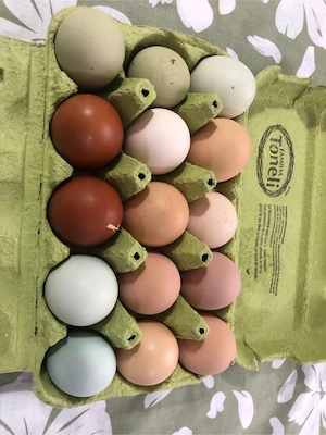 Oua Incubat Marans, Araucana, Brahma,mixte - imagine 3