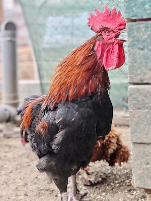 Oua Incubat Marans, Araucana, Brahma,mixte - imagine 4