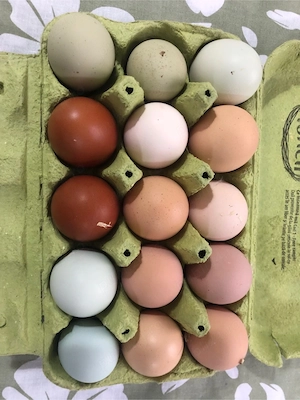 Oua Incubat Marans, Araucana, Brahma,mixte - imagine 2