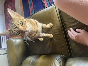 Pisica bengaleză  - imagine 2