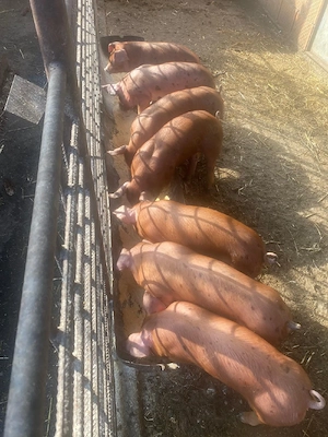 Purcei 6 saptamani - imagine 3