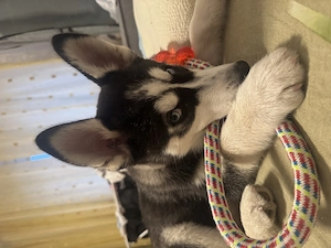 Vând Husky Siberian  - imagine 3