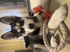 Vând Husky Siberian 