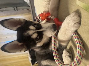 Vând Husky Siberian  - imagine 2