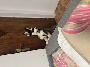 Vând Husky Siberian  - imagine 4