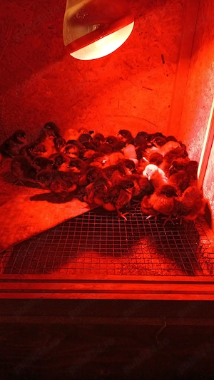 Puișori de australorp  - imagine 3