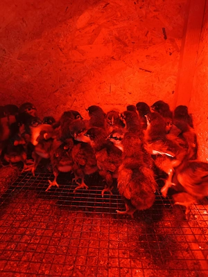 Puișori de australorp  - imagine 2