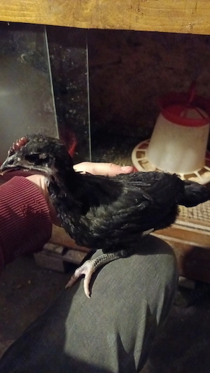 Puișori de australorp  - imagine 4