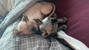 Pui pisica sfinx elf 