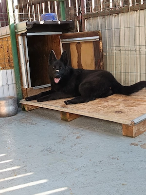 Femelă de Ciobanesc german 