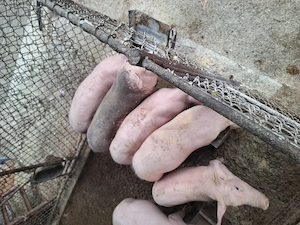 Purcei de ferma  - imagine 3