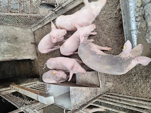 Purcei de ferma  - imagine 4