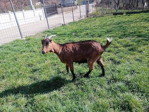 Vând iadă  - imagine 2