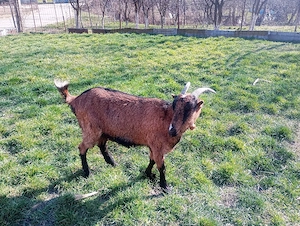 Vând iadă  - imagine 3