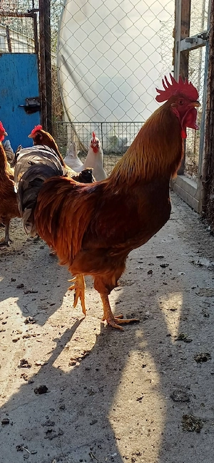 Cocoș New Hampshire - imagine 3