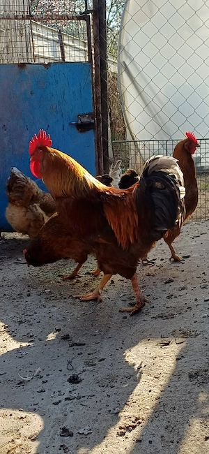 Cocoș New Hampshire - imagine 2