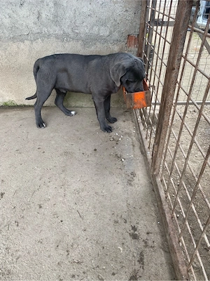 catelusi cane corso   - imagine 4