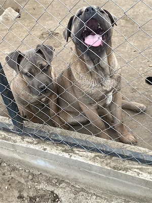 catelusi cane corso  