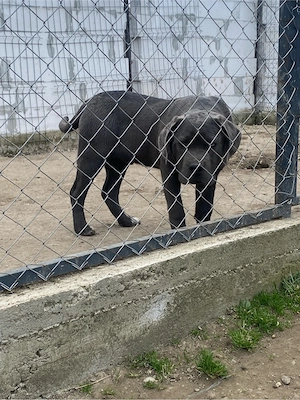 catelusi cane corso   - imagine 2
