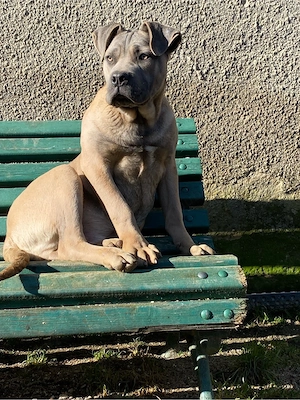 catelusi cane corso   - imagine 5