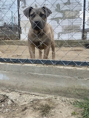catelusi cane corso   - imagine 3