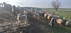 Vand 60 de oi tinere si 10 purcei! Ocazie  - imagine 3