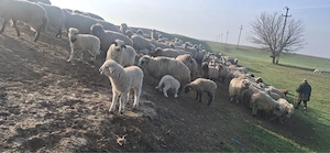 Vand 60 de oi tinere si 10 purcei! Ocazie  - imagine 2