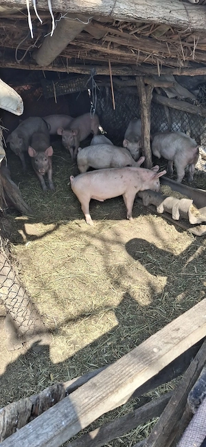 Vand 60 de oi tinere si 10 purcei! Ocazie  - imagine 5