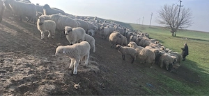 Vand 60 de oi tinere si 10 purcei! Ocazie  - imagine 4