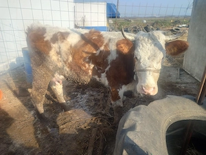 vand vacă la prima fatare (juninca) - imagine 2