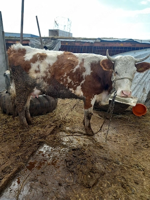 vand vacă la prima fatare (juninca) - imagine 3