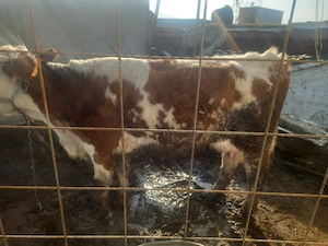 vand vacă la prima fatare (juninca)