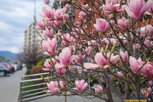 Urban Pentha, Rezidenta Premium,vedere  deschisa,100 mp, 2 bai, garaj, boxa, Tractorul, Brasov - imagine 16