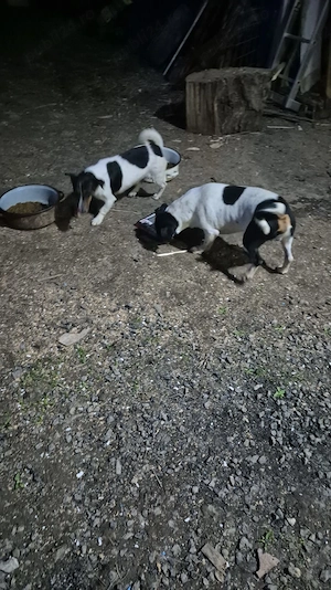 Vand femela si mascul de Jack Russel Terrier - imagine 5