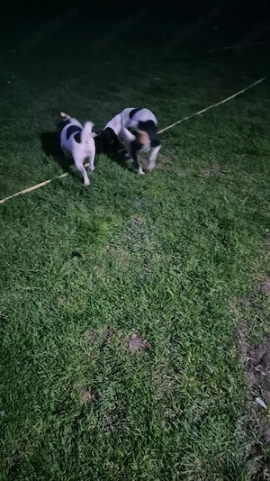 Vand femela si mascul de Jack Russel Terrier - imagine 3