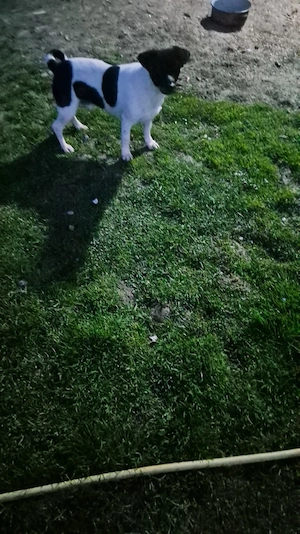 Vand femela si mascul de Jack Russel Terrier - imagine 2