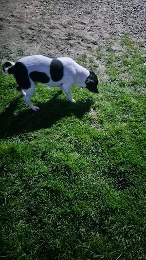 Vand femela si mascul de Jack Russel Terrier