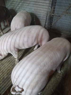 Vind porci de taiat rasa de carne Marele alb cu Pietrean  - imagine 3