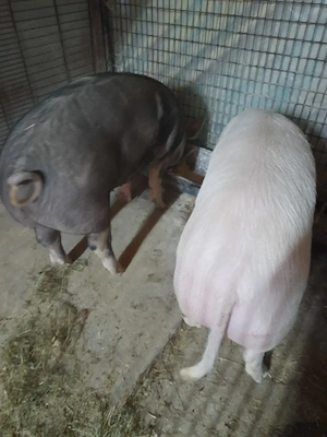 Vind porci de taiat rasa de carne Marele alb cu Pietrean  - imagine 2