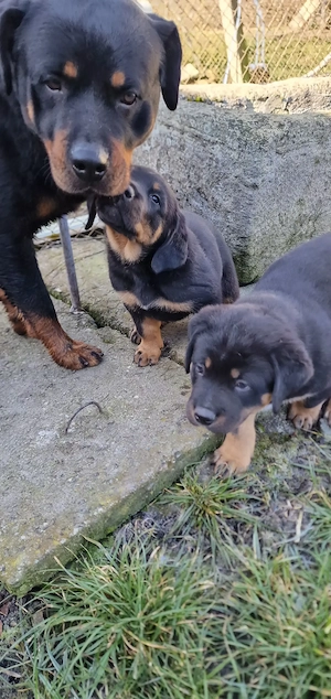 Mascul Rotweiller  - imagine 2