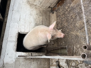 Vând porc ! - imagine 2